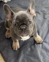 Evie, a female French Bulldog for sale in Industry, IL – Photo 2 of 2