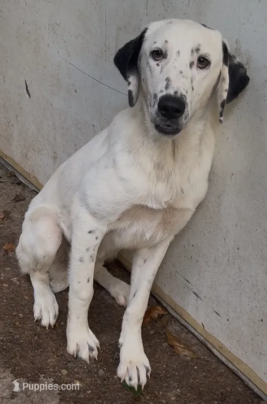 Marie – Kangal Dog, Central Asian Shepherd puppy for sale in Industry, IL