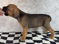 Sidney Prescott, a female Cane Corso for sale in Industry, IL – 8 of 9