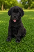Zeus, a male Cane Corso for sale in Industry, IL – 1 of 5