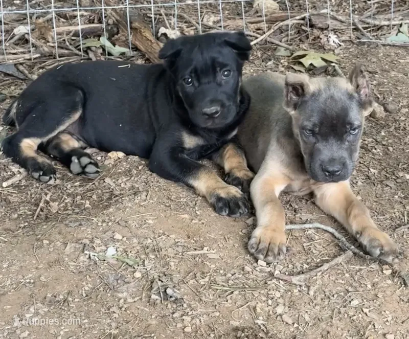 Dewey Riley – Cane Corso puppy for sale in Industry, IL