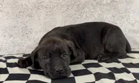 Tatum Riley, a female Cane Corso for sale in Industry, IL – 4 of 5
