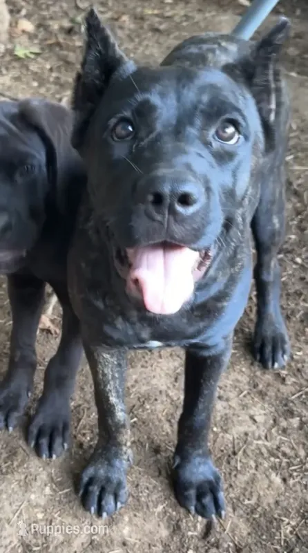 Moody – Cane Corso puppy for sale in Industry, IL