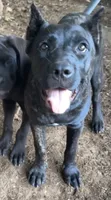 Moody, a female Cane Corso for sale in Industry, IL – 1 of 2