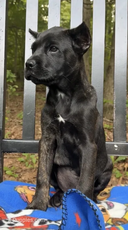 Gale Weathers – Cane Corso puppy for sale in Industry, IL