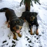 TKs Yolanda, a female Rottweiler for sale in Industry, IL – Photo 9 of 10