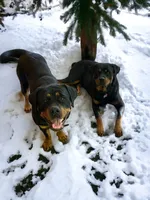 TKs Yolanda, a female Rottweiler for sale in Industry, IL – Photo 9 of 10