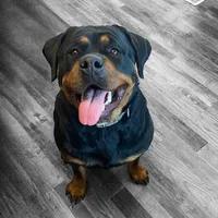 TKs Yolanda, a female Rottweiler for sale in Industry, IL – Photo 3 of 10