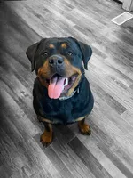 TKs Yolanda, a female Rottweiler for sale in Industry, IL – Photo 3 of 10