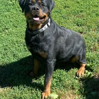 TKs Yolanda, a female Rottweiler for sale in Industry, IL – Photo 2 of 10