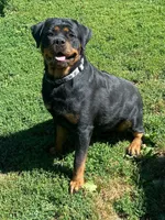 TKs Yolanda, a female Rottweiler for sale in Industry, IL – Photo 2 of 10
