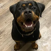 TKs Yolanda, a female Rottweiler for sale in Industry, IL – Photo 7 of 10