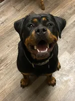 TKs Yolanda, a female Rottweiler for sale in Industry, IL – Photo 7 of 10