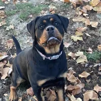 TKs Yolanda, a female Rottweiler for sale in Industry, IL – Photo 6 of 10