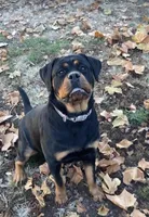 TKs Yolanda, a female Rottweiler for sale in Industry, IL – Photo 6 of 10