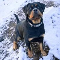 TKs Yolanda, a female Rottweiler for sale in Industry, IL – Photo 4 of 10