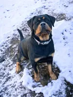 TKs Yolanda, a female Rottweiler for sale in Industry, IL – Photo 4 of 10