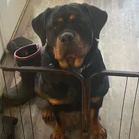 TKs Yolanda, a female Rottweiler for sale in Industry, IL – Photo 8 of 10