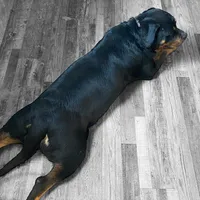 TKs Yolanda, a female Rottweiler for sale in Industry, IL – Photo 10 of 10