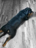 TKs Yolanda, a female Rottweiler for sale in Industry, IL – Photo 10 of 10