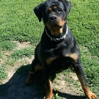 TKs Yolanda, a female Rottweiler for sale in Industry, IL – Photo 1 of 10