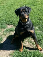 TKs Yolanda, a female Rottweiler for sale in Industry, IL – Photo 1 of 10