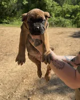 Sidney Prescott, a female Cane Corso for sale in Industry, IL – 5 of 9