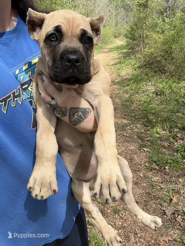 Morbo – Cane Corso puppy for sale in Industry, IL