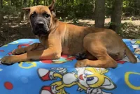 Sidney Prescott , a female Cane Corso for sale in Industry, IL – 2 of 6