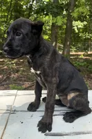 Tatum Riley, a female Cane Corso for sale in Industry, IL – 5 of 5