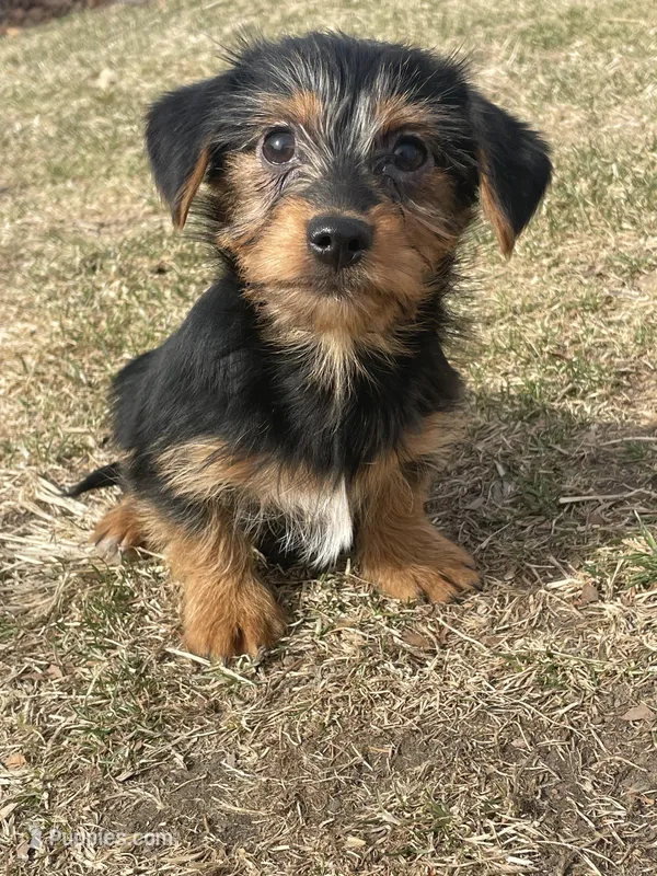 Cooper – Yorkshire Terrier, Miniature Dachshund puppy for sale in Industry, IL