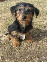 Cooper, a male Yorkshire Terrier and Miniature Dachshund for sale in Industry, IL – Photo 1 of 5