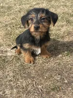 Cooper, a male Yorkshire Terrier and Miniature Dachshund for sale in Industry, IL – Photo 5 of 5