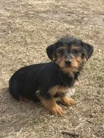 Cooper, a male Yorkshire Terrier and Miniature Dachshund for sale in Industry, IL – Photo 3 of 5