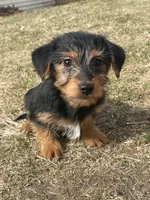 Cooper, a male Yorkshire Terrier and Miniature Dachshund for sale in Industry, IL – Photo 2 of 5