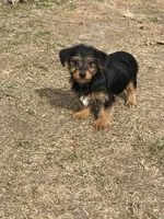 Cooper, a male Yorkshire Terrier and Miniature Dachshund for sale in Industry, IL – Photo 4 of 5