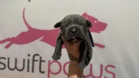 Purple, a male Cane Corso for sale in Industry, IL – Photo 2 of 3