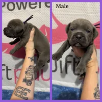 Purple, a male Cane Corso for sale in Industry, IL – Photo 1 of 3