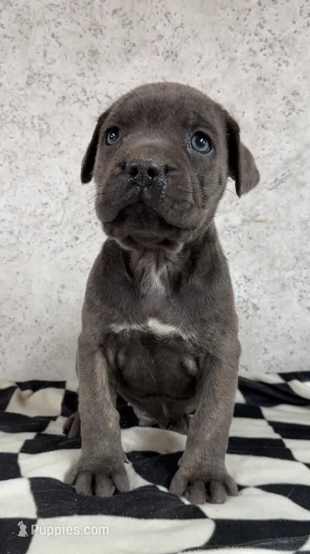 Stu Macher – Cane Corso puppy for sale in Industry, IL