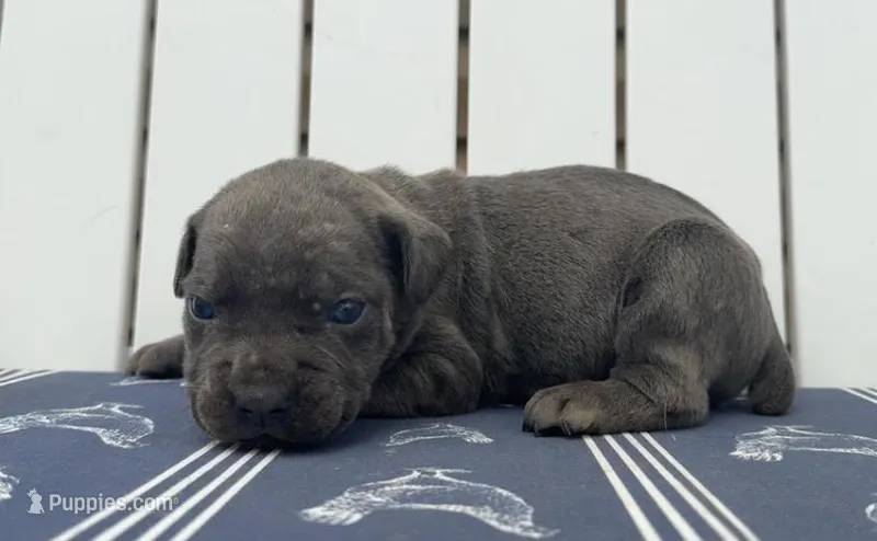 Stu Macher – Cane Corso puppy for sale in Industry, IL