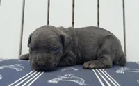 Stu Macher, a male Cane Corso for sale in Industry, IL – Photo 1 of 5