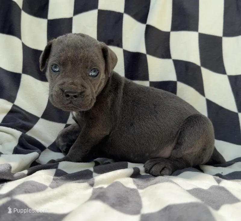 Stu Macher – Cane Corso puppy for sale in Industry, IL