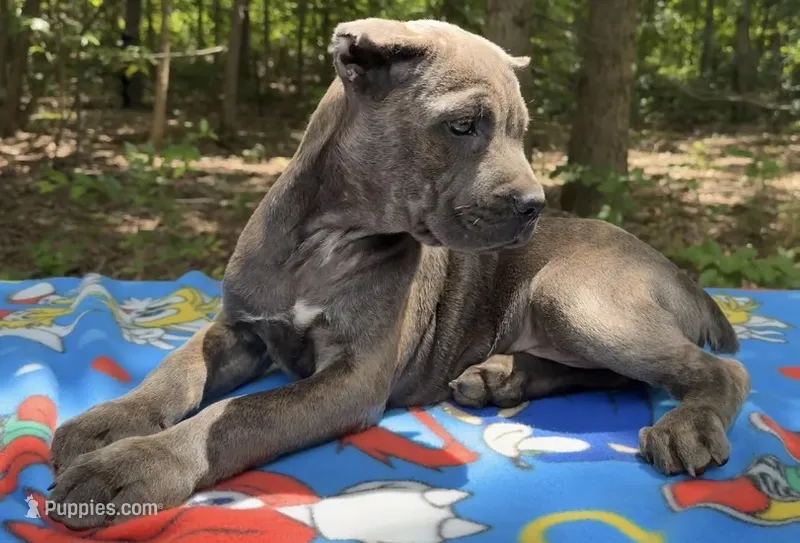 Stu Macher – Cane Corso puppy for sale in Industry, IL