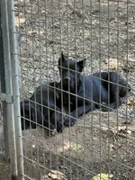Moody, a female Cane Corso for sale in Industry, IL – 2 of 2