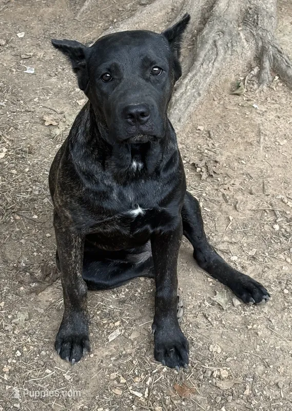 Moody – Cane Corso puppy for sale in Industry, IL