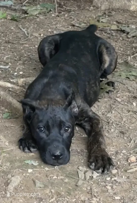 Tatum Riley, a female Cane Corso for sale in Industry, IL – 1 of 5