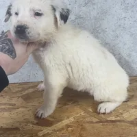 Female 4, a female Kangal Dog and Central Asian Shepherd for sale in Industry, IL – Photo 2 of 2