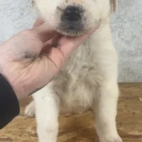 Female 4, a female Kangal Dog and Central Asian Shepherd for sale in Industry, IL – Photo 1 of 2