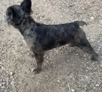 Pebbles, a female French Bulldog for sale in Industry, IL – 2 of 3