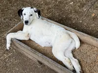 Marie, a female Kangal Dog and Central Asian Shepherd for sale in Industry, IL – 6 of 6